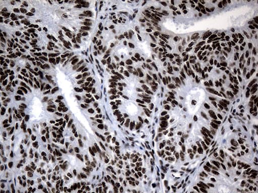 POLR2A / RNA polymerase II Antibody (aa1351-1614, clone OTI3C8, Carrier-free)