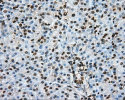 PTPRE / PTP Epsilon Antibody (clone OTI3D4, Carrier-free)