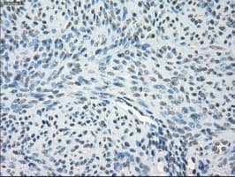 GBP2 Antibody (clone OTI4E7, Carrier-free)