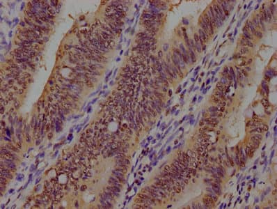 GAPDH Antibody (clone 8A1D1)