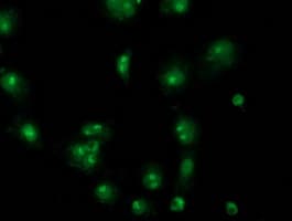 CDCP1 Antibody (clone OTI4G5, Carrier-free)