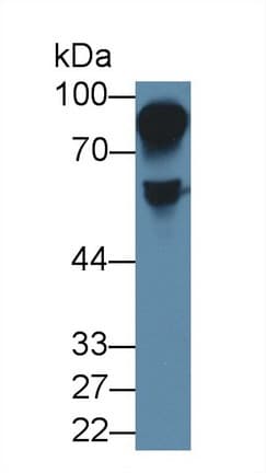 HRG Antibody (aa106-302, APC)