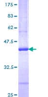 Human IL13 Protein (Recombinant GST, N-terminus)