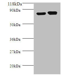 LDC / Lysine Decarboxylase Antibody (aa1-713)