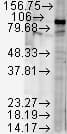 Polyclonal Rabbit HSP90 Beta Antibody (IHC, IF, WB)