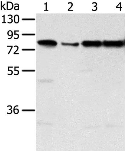 TAF15 Antibody
