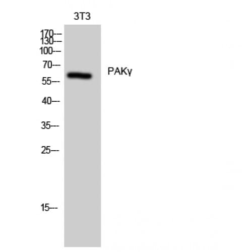 PAK2 Antibody (1-80 aa)