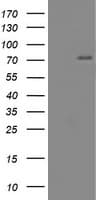 CNOT4 / CLONE243 Antibody (aa190-455, clone OTI3A3, Carrier-free)