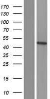 INPP5A Protein (Over-Expression Lysate Myc-DDK (Flag))