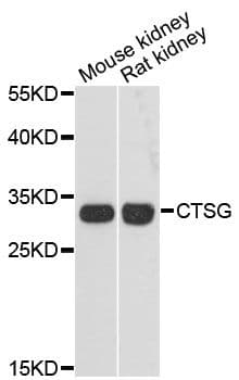 CTSG / Cathepsin G Antibody