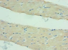 ANGPTL4 Antibody (aa26-406)