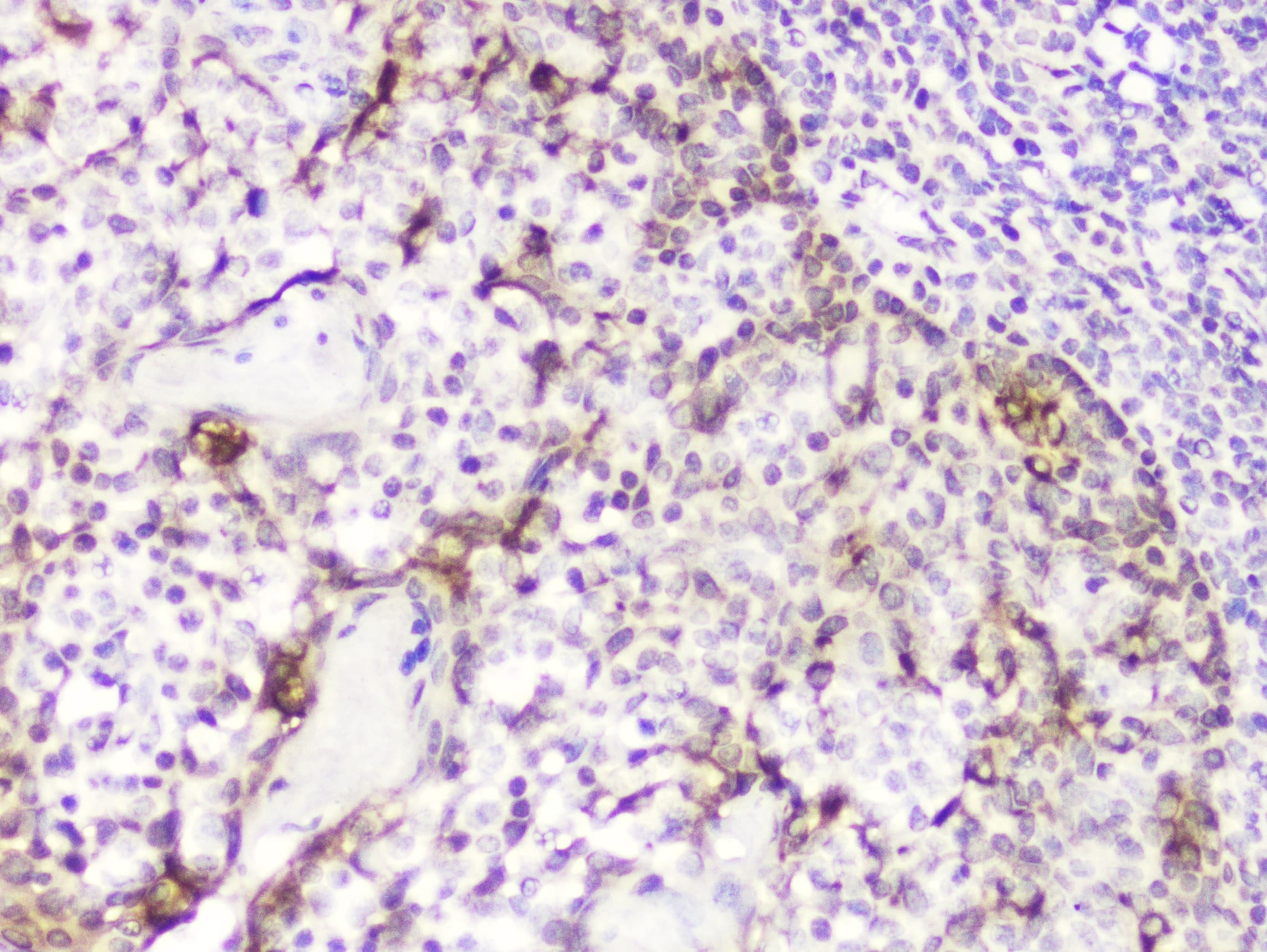 DDT / Dopamine Tautomerase Antibody