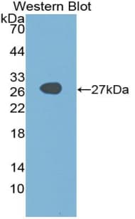 SOX2 Antibody (aa105-317)