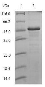 Human H1F0 Protein (Recombinant GST, N-terminus)