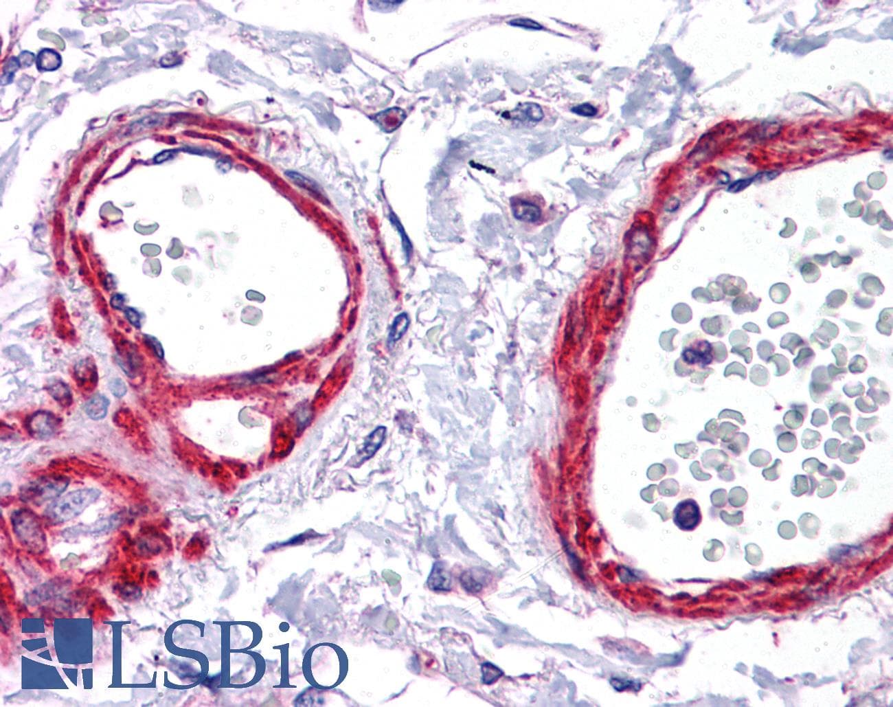 SIRT5 / Sirtuin 5 Antibody (aa179-228)