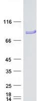 Human KIF9 Protein (Recombinant Myc-DDK (Flag))