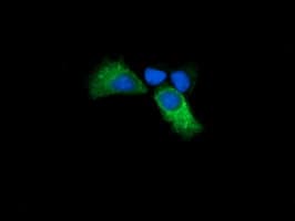 KLK8 / Kallikrein 8 Antibody (clone OTI8F2, Carrier-free)