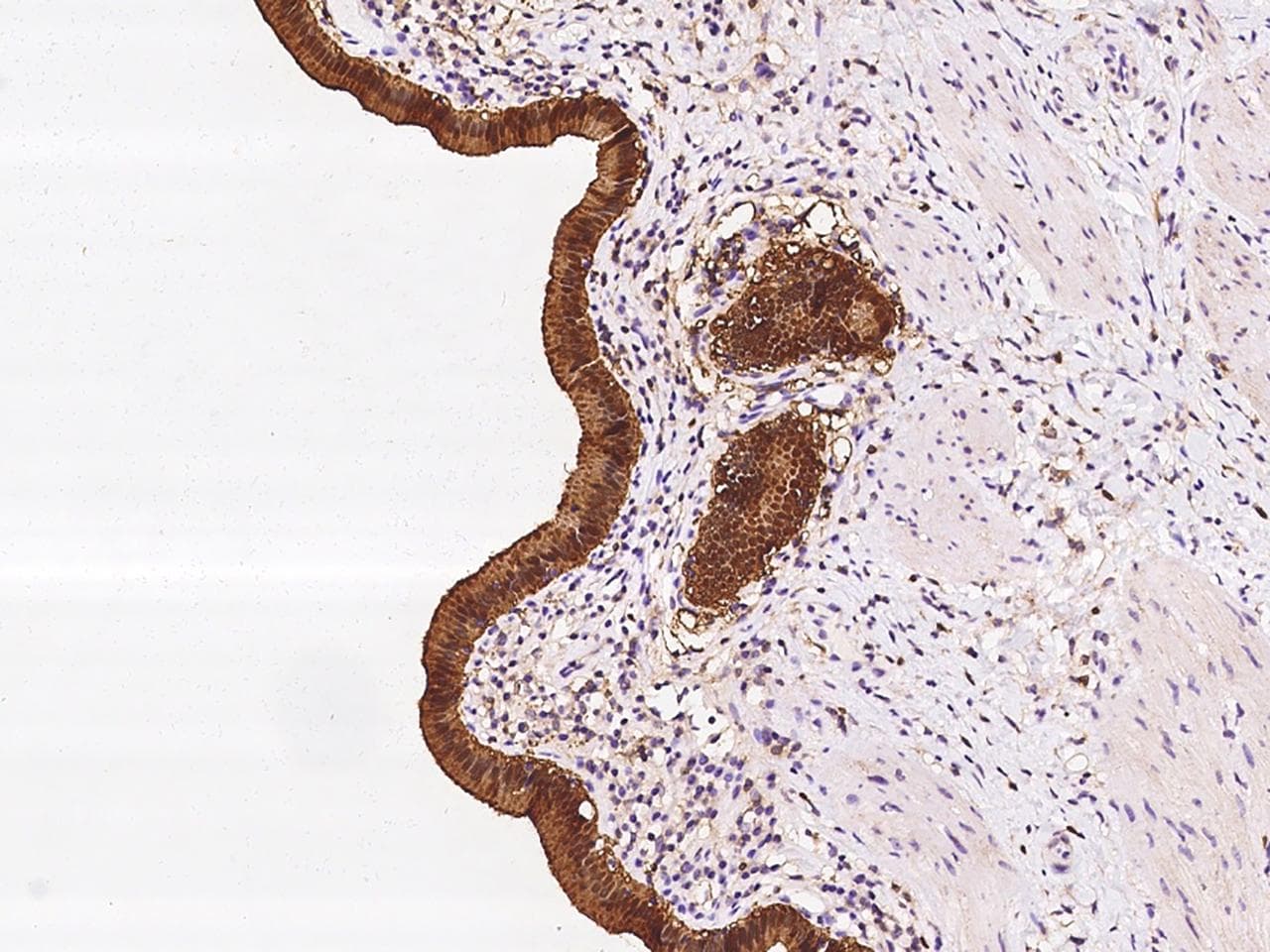 ANXA4 / Annexin IV Antibody