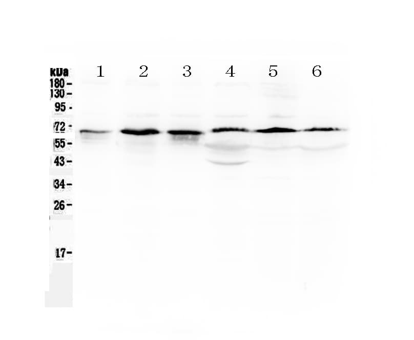 Polyclonal Rabbit anti-Human TRAF5 Antibody (WB)