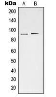 STAT3 Antibody (phospho-Ser727)