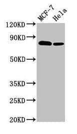 Polyclonal Rabbit anti-Human BCAR1 / p130Cas Antibody (IHC, IF, WB)