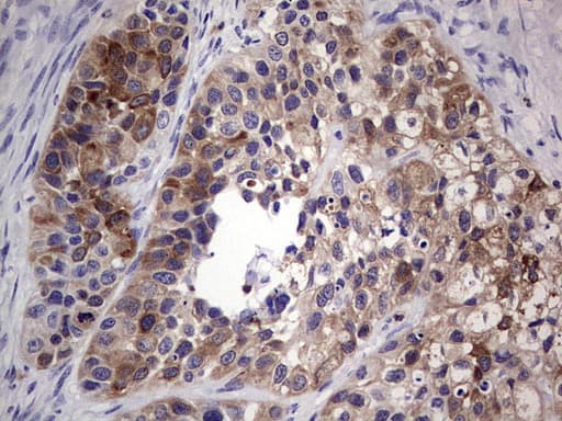 TFPI2 Antibody (aa23-235, clone OTI1G10)