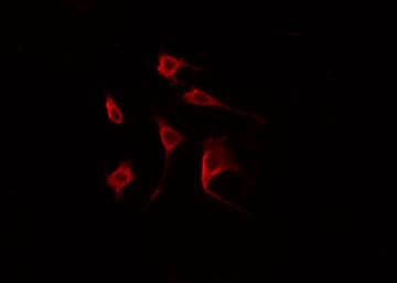 CDC42EP2 Antibody