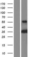 Human RPH3AL Protein (Over-Expression Lysate Myc-DDK (Flag))