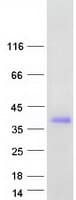 Human CLEC10A / CD301 Protein (Recombinant Myc-DDK (Flag))