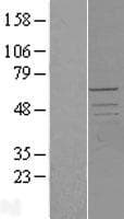 CDK17 / PCTK2 / PCTAIRE2 Protein (Over-Expression Lysate Myc-DDK (Flag))