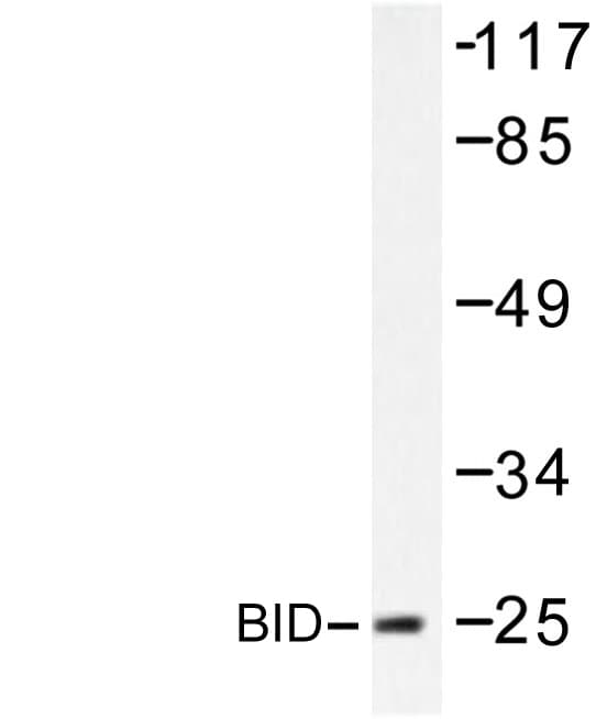 BID Antibody (Ile72)