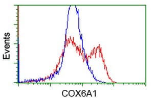 Monoclonal Mouse anti-Human COX6A1 Antibody (clone OTI4G2, IF, WB)