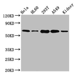 SLAMF6 / NTBA Antibody