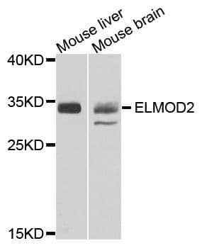 ELMOD2 Antibody