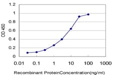 CDK1 / CDC2 Antibody (clone 8F1)
