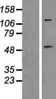 CASP8 / Caspase 8 Protein (Over-Expression Lysate Myc-DDK (Flag))