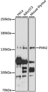 PAN2 / USP52 Antibody