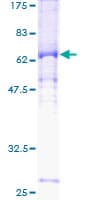 Human CCNE2 / Cyclin E2 Protein (Recombinant GST)