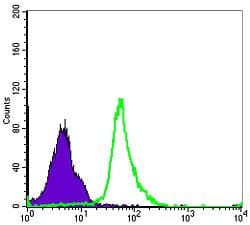 NFKB1 / NF-Kappa-B Antibody (clone 5D10)