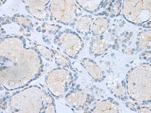 MSI2 Antibody