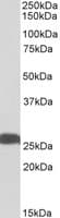 IHC-plus™ Polyclonal Goat anti-Human UCHL1 / PGP9.5 Antibody (aa58-68, IHC, WB)