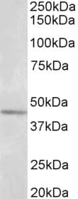 Polyclonal Goat anti-Human SYT5 Antibody (aa80-93, WB)