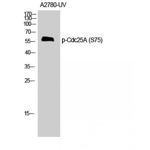 CDC25A Antibody (20-100 aa)
