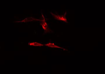 SEMA4A / Semaphorin 4A Antibody