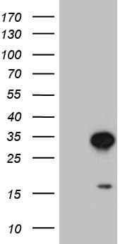 TCEANC2 Antibody (clone OTI8E11, Carrier-free)