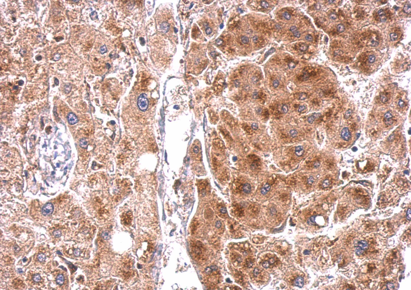 STAR Antibody (aa15-268)