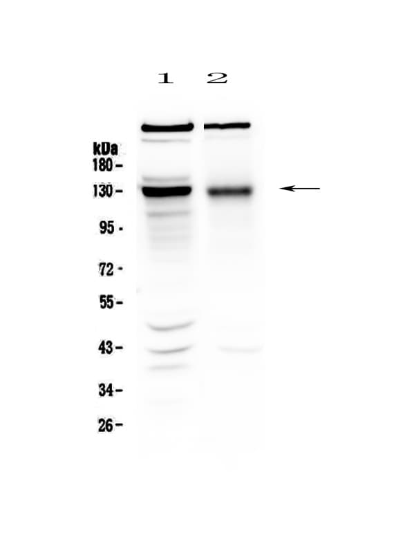 BMPR2 Antibody