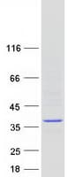 Human TPRG1 Protein (Recombinant Myc-DDK (Flag))
