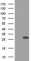 BIN3 Antibody (clone OTI8E9, Carrier-free)
