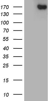 ACE / CD143 Antibody (aa642-1230, clone OTI2C8)